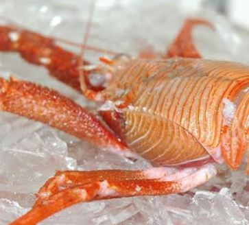 Salmones Camanchaca to Become Public Company, Langostino Lobster Gets MSC Certification